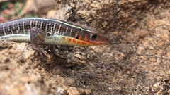 Gerrhosaurus flavigularis