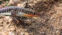 Gerrhosaurus flavigularis