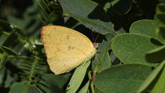 Catopsilia florella