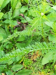 Achillea roseo-alba