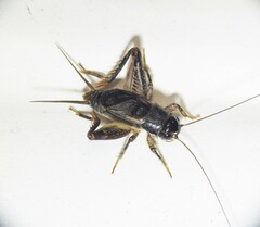 Gryllidea