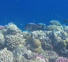 Acanthurus sohal