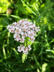 Achillea roseo-alba