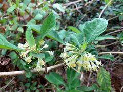 Iochroma arborescens