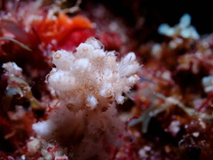 Phyllodesmium koehleri