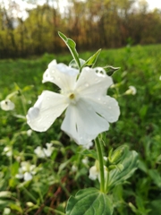 Silene latifolia