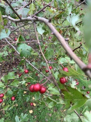 Crataegus monogyna