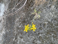 Kalanchoe integra