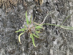 Kalanchoe integra