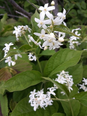 Vincetoxicum ascyrifolium
