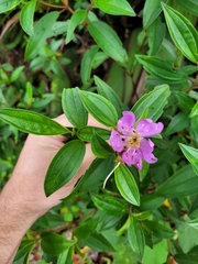 Melastoma malabathricum