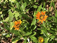 Gazania