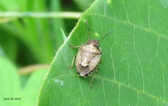 Rubiconia intermedia