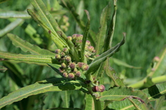 Xysmalobium undulatum