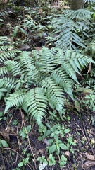 Diplazium dilatatum