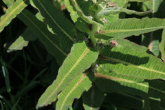 Xysmalobium undulatum