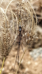 Tetragnatha montana