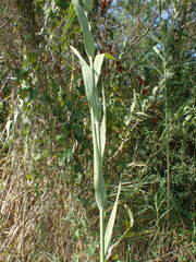 Phragmites karka