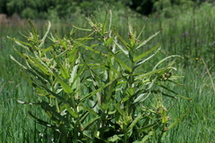 Xysmalobium undulatum