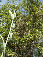 Phragmites karka