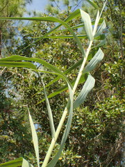 Phragmites karka