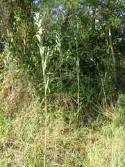 Phragmites karka