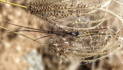 Tetragnatha montana
