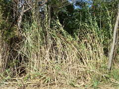 Phragmites karka