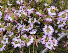 Polygala microlopha