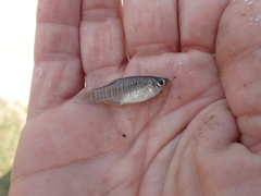 Fundulus xenicus