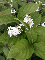 Vincetoxicum ascyrifolium