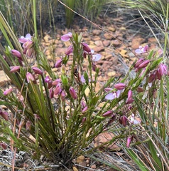 Polygala microlopha