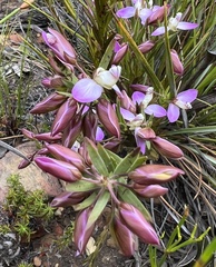 Polygala microlopha