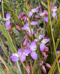 Polygala microlopha