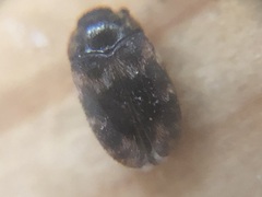 Coleoptera
