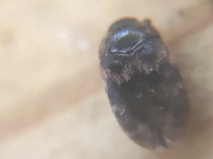 Coleoptera