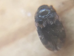 Coleoptera