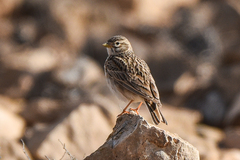 Alaudala rufescens