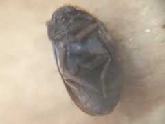 Coleoptera
