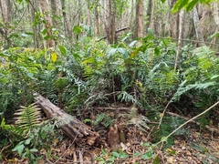 Blechnum camfieldii