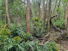 Blechnum camfieldii