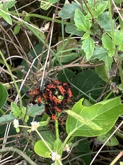 Oncopeltus nigriceps