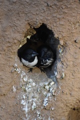 Spermestes fringilloides