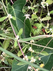 Oncopeltus nigriceps