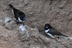 Spermestes fringilloides