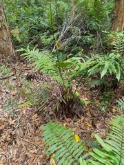 Blechnum camfieldii