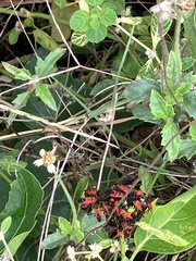 Oncopeltus nigriceps