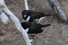 Spermestes fringilloides