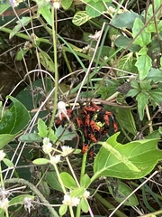 Oncopeltus nigriceps