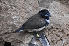 Spermestes fringilloides